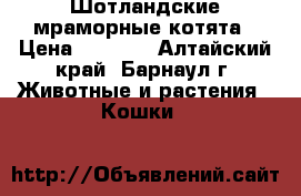 Шотландские мраморные котята › Цена ­ 1 000 - Алтайский край, Барнаул г. Животные и растения » Кошки   